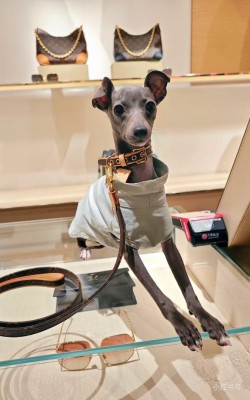 רצועה לכלבים אורך 42 ו 36 ו 27 ו 110